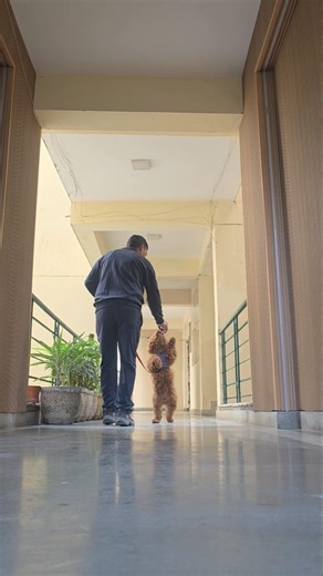 How to train your dog spin command #pet #new #doglove #cute #doggie #fitdogs #gymdog #viral #new #fb