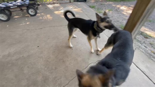 5.4K views · 334 reactions | MMA Ring Every Morning  Our fighting arena is no hold bar bystanders will get hurt, all out brawl with rules #ittakesavillage #DogRescueStories #dogrescues #germanshepherd #petlove | Misfit Shepherds | Facebook