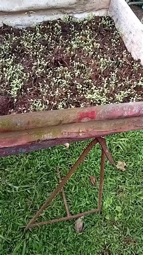 Vidéos de Pierre 972 (@thebe083) avec sonido original - Roots Reggae Perú 🟢🟡🔴🇵🇪