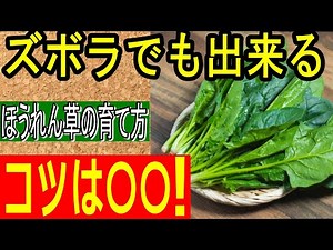 【家庭菜園】ほうれん草の育て方｜種まきから発芽まで初心者向け [Home Gardening Spinach Guide]