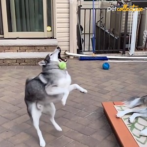 1.3M views · 1.9K reactions | If at first you don't succeed, try, try again..and again..and again | Try Not to Laugh | Facebook