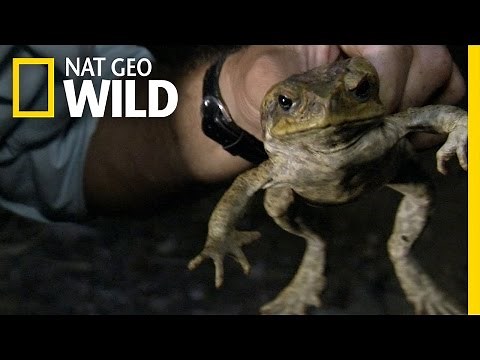 Cane Toad Devastation | Python Hunters