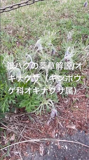 銀ハクの薬草解説/オキナグサ（キンポウゲ科オキナグサ属）2026年4月13日