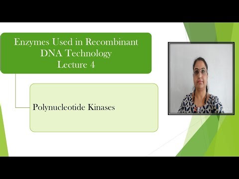 Polynucleotide Kinase