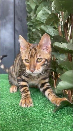 beautiful TOYGER 🐯 BRINDLEWAY TOYGER CATTERY www.toygerbrindleway.com #toyger #тойгер #тойгер