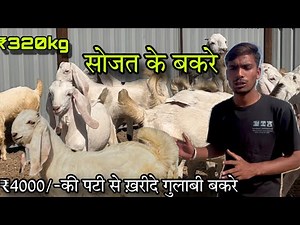 ₹4000/-@How to start goat/farming |(@India's largest goat farming)@yash goat farm