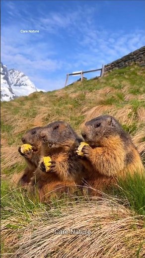 Why do marmots stand like statues? #nature #animals #shorts