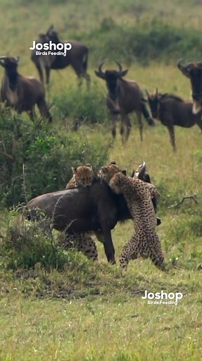 38K views · 147 reactions | Cheetah hunting wildebeest #cheetah #wildebeest #anime #animales #wildlifeplanet | Joshop | Facebook