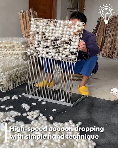 Silk Cocoon Separation. #SilkProcessing #CocoonSorting | Gizmo Trends