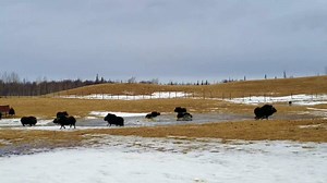 The #spicegirls lose their musk ox marbles upon discovering the small inland sea that has formed in their new pasture thanks to spring break-up! Note the gal in the back playing in her own puddle with her ball before realizing she should join her friends.🤣 This is what we're alllll gonna look like when quarantine is over. 😅🏄‍♀️🌊#springbreak #poolparty #gonebananas #swimminghole . . . . . . #muskox #muskoxen #muskoxfarm #farm #farmanimals #animals #education #wildlife #arcticwildlife #alaskaw