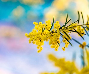 教育 - もっと知りたいオーストラリア tell-me-about-australia.jp