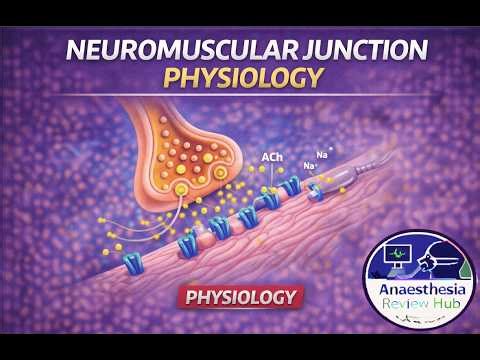Neuromuscular Junction | Physiology | Anaesthesia Review Hub