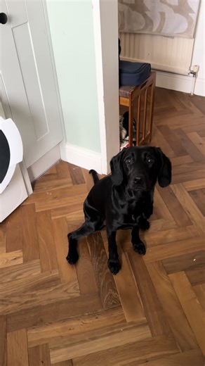 Disney Gorl: A Fun Look at Cockador Spaniels