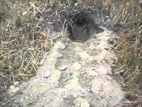 Badger trapping tip