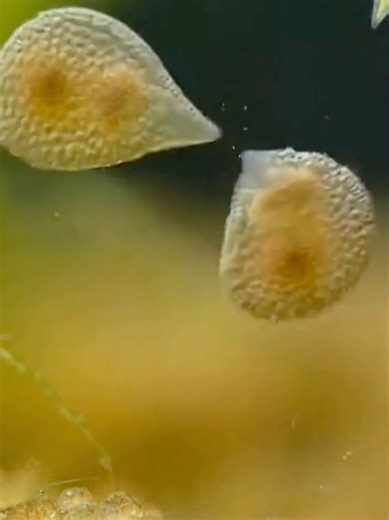 The Harsh Realities of Nature: Microbial Struggles