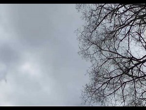 ✨🦅🦅🦅✨ 3 American Bald Eagles out for a little flying lesson 🎧