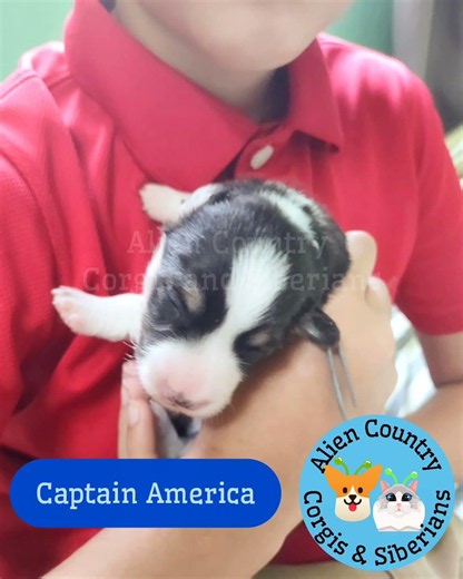 🦸🇺🇸 Captain America the Corgi | Organic Pembrokes with Tails by Alien Country Corgis & Si #shorts