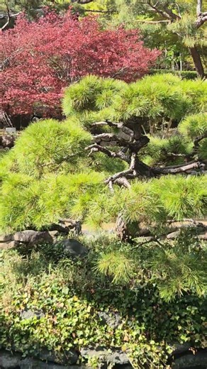 거문고 산조ㆍ이재화