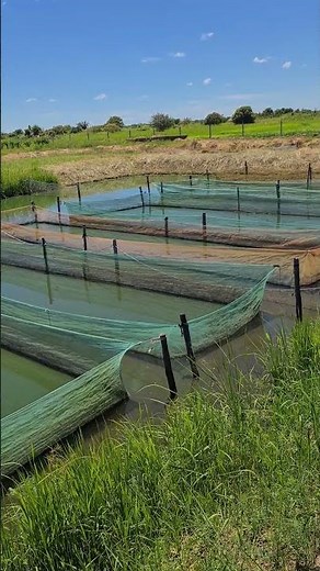 A tilapia hatchery in Mozambique