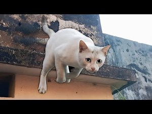 Stray Cat Jump on the window for Relax