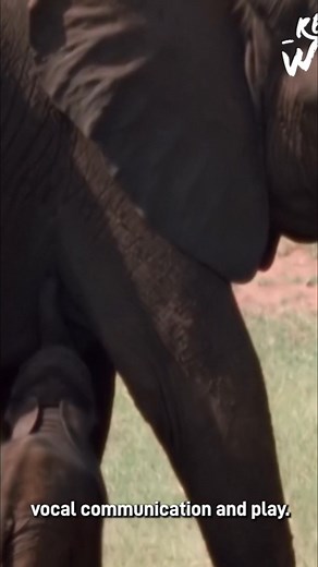 10K views · 172 reactions | Elephants may seem tough, but their skin is surprisingly sensitive. And that amazing trunk? Packed with nerve endings. This video dives into the physical features that make these gentle giants so unique. #Elephants #Wildlife #AnimalFacts #ElephantLove #AnimalSensitivity | Real Wild | Facebook