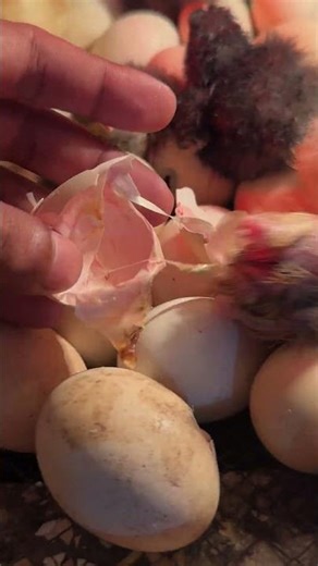 Crazy Golden chick Hatching in egg incubator