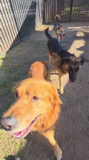 #ShelterPlaygroup #JustChillin With Westley Gracie Maizee Eva Willow & Ranger