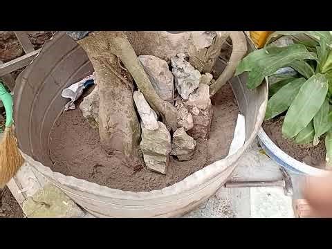 Sharing how to perform embryo transfer for beginners in the profession.