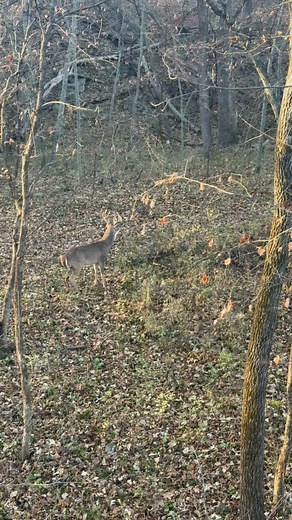I guess there’s always this method to catch em She got out seconds after BTW and ran off | Thunder Ridge Outfitters