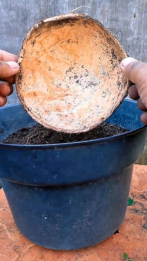 Planting small hibiscus trees😍♥️. #bonsai #bonsaitree #hibiscus #viralreels | Andri Bonsai