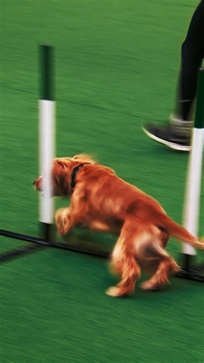 From world-class competitions to show-stealing moments, you’ll never forget a day at Crufts. Tickets out now. Book your spot. | Crufts