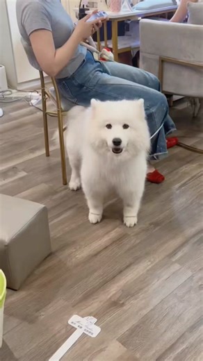 Meeting a Talkative Samoyed: Cute Pet Journey