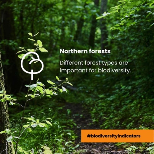 Forests are many. When you think of a forest, a very specific image may pop into your mind. But we rarely stop and think that there are actually many different types of forests – such as broadleaved forests, mixed forests, and varying ages.🌲🌳 All these forest types have their own role for biodiversity and nature. Even forests within the same type may differ from each other when they are located in different environments: for instance, dry or moist climate. Thus, it’s important to have differen