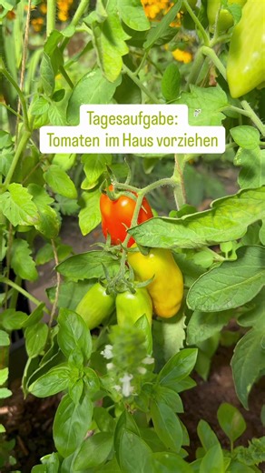 Tomaten im Haus vorziehen: Tipps und Tricks