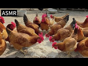 The Crunchy & Quirky Sounds of Chickens Eating (ASMR)