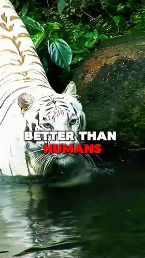 How Tigers Hunt in the Dark #shorts #tiger #predator #nature