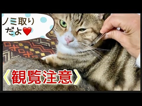 【観覧注意】猫に『フロントラインプラス』を投与してもノミがいなくならないから初歩的な方法でノミ取りをしてみました