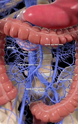 Human Digestive System Blood Supply | Mesenteric Veins & Intestinal Circulation #humanbody #biology