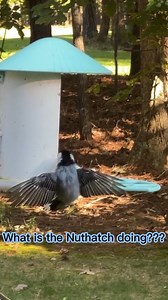 4.2K views · 175 reactions | Umm...What is this White-breasted Nuthatch doing?  Is it dancing  or threatening others?  #CaughtOnBirdfy #birdfy #whatsonbirdfy #bird #birdlife #birdcaptures #instabirds #birdwatching #birdvideo #animalvideo #ugc #dailybird #yourbestbirds #birdsplanet #planetbirds #backyard #backyardbirds #backyardbirding #backyardbirdwatching #nuthatch | Birdfy by Netvue | Facebook