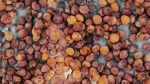 Apricot picking in the Pamir mountains. Tadjikistan. Apricot tree in the Fan mountains. Apricot orchards. Dried apricots in the sun in the mountains. 4К