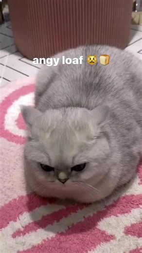 CatMeowGram on Instagram: "Not mad… just disappointed 😼 That moment when the food is late… the door is closed… and the human dares to say “calm down.” Mood: activated. Patience: deleted. Judgement: eternal. Proceed with caution ⚠️ Keywords angry cat grumpy cat mood sassy cat attitude cat with attitude dramatic cat face funny angry cat cat judging you moody cat energy relatable pet mood spicy cat personality pet attitude moment grumpy pet vibes cat reaction face meme cat mood attitude animal 🇺�