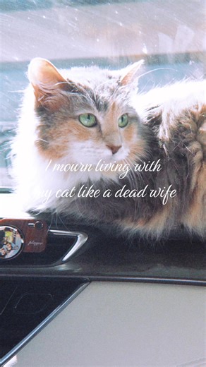 can’t nobody do it like Sansa Queen of The North #imissmycat #cats #ilovecats #mycat #longhairedcat