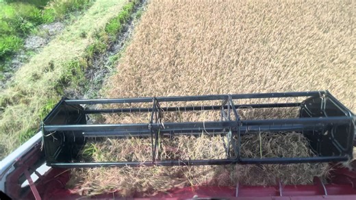 Harvesting Rice: The Paddy Farming Experience