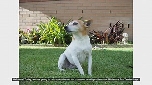 Top 10 Common Health Problems in Miniature Fox Terriers