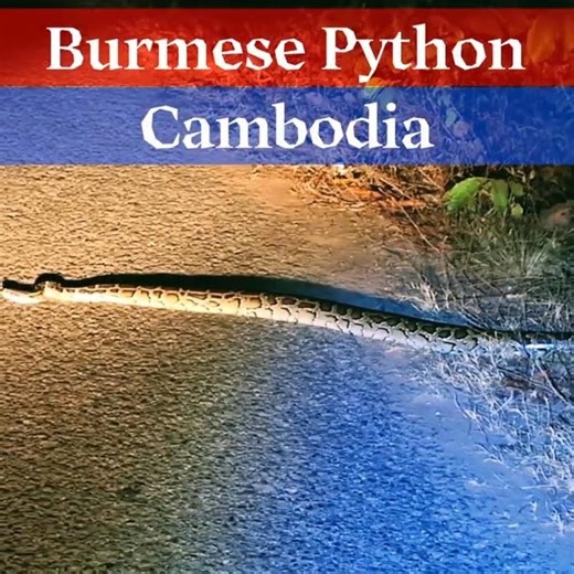 I Almost Ran Over This Huge Python with My Motorbike