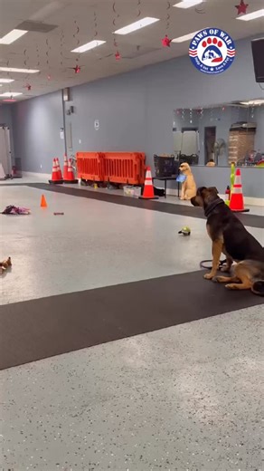 This is how training turns into trust and how dogs become life changing partners. 🐾 During National Train Your Dog Month, we’re highlighting the important work happening in Ty’s Level 1 training class. In this session, pups are practicing recall through real world distractions, learning to stay focused even when toys and treats are hidden under small orange cones. These exercises build impulse control, confidence, and the ability to listen when it matters most. What may look like a simple drill