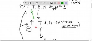 SOLVED:What is a potential adverse effect of palpation of an enlarged thyroid gland? a. Carotid artery obstruction b. Damage to the cricoid cartilage c. Release of excessive thyroid hormone into circulation d. Hoarseness from pressure on the recurrent laryngeal nerve