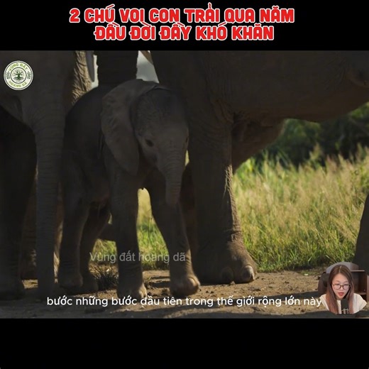 2 chú voi con trải qua năm đầu đời đầy khó khăn | Nasims