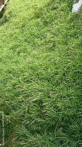 green grass texture Stock Video