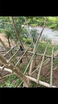 Hari pertama buat rumah pohon di tengah tengah sungai #bolang #solehpetualang #fypシ゚viral